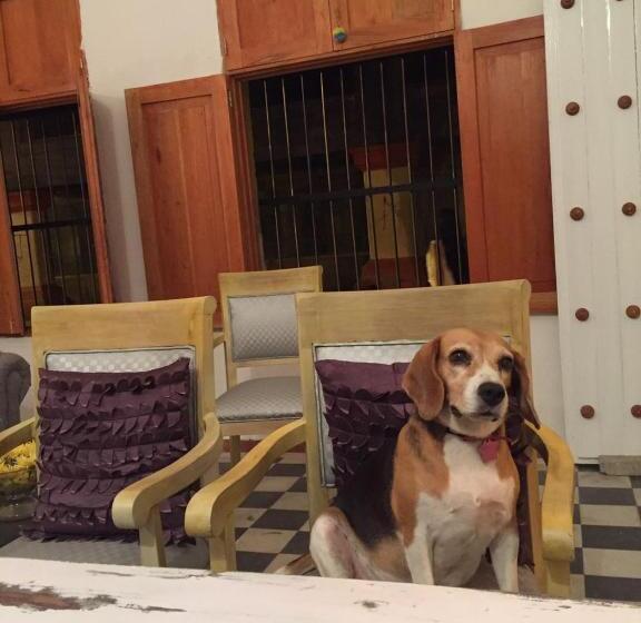 מיטה בחדר משותף, Casa La Bella Samaria Boutique