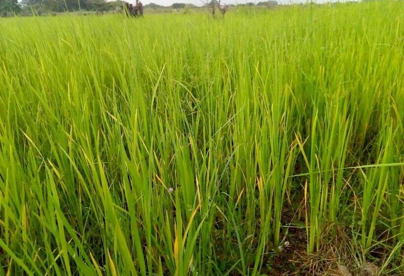 패밀리 룸, Nilaveli Beach Rooms