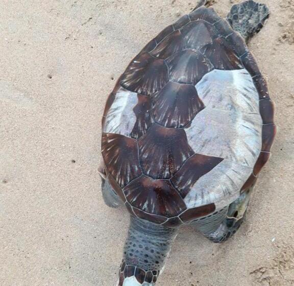 이코노미 룸, Nilaveli Beach Rooms