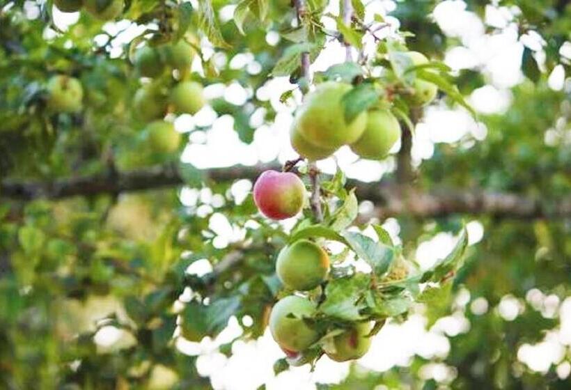 Standardrum Bergsutsikt, Trinetra Orchards