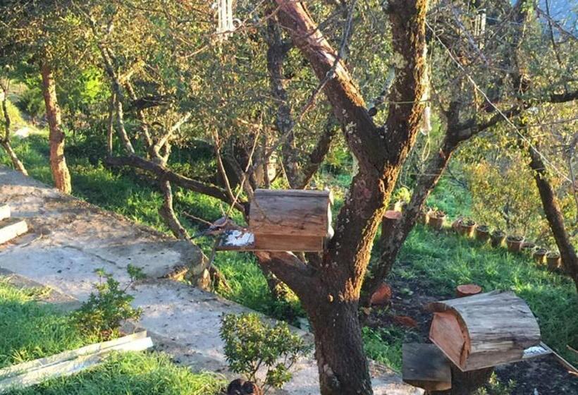 Standardrum Bergsutsikt, Trinetra Orchards