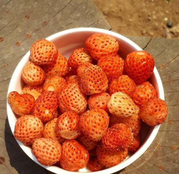 Standardrum Bergsutsikt, Trinetra Orchards