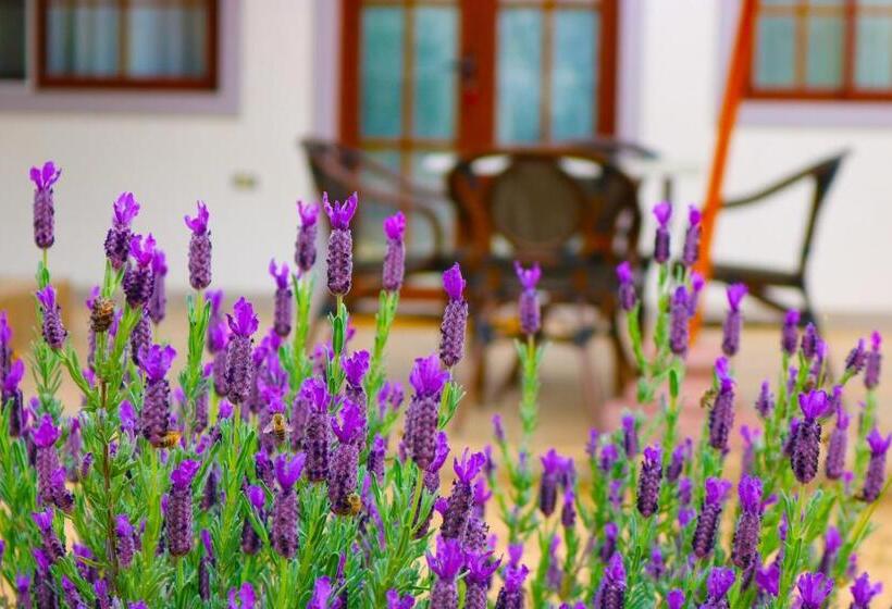 آپارتمان 1 خوابه با تراس, Boutique Solaz Bella Vista De Colchagua