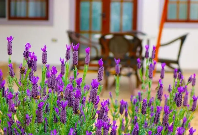 آپارتمان 1 خوابه با تراس, Boutique Solaz Bella Vista De Colchagua