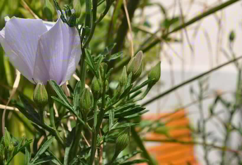 Standardeinzelzimmer, 7 Contrade