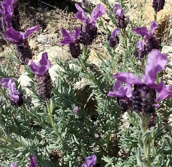 Номер Стандарт Вид на Сад, Hôtel Beach