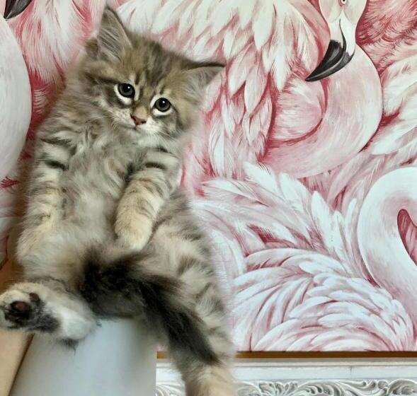 Номер Стандарт Вид на Море, Flamingo