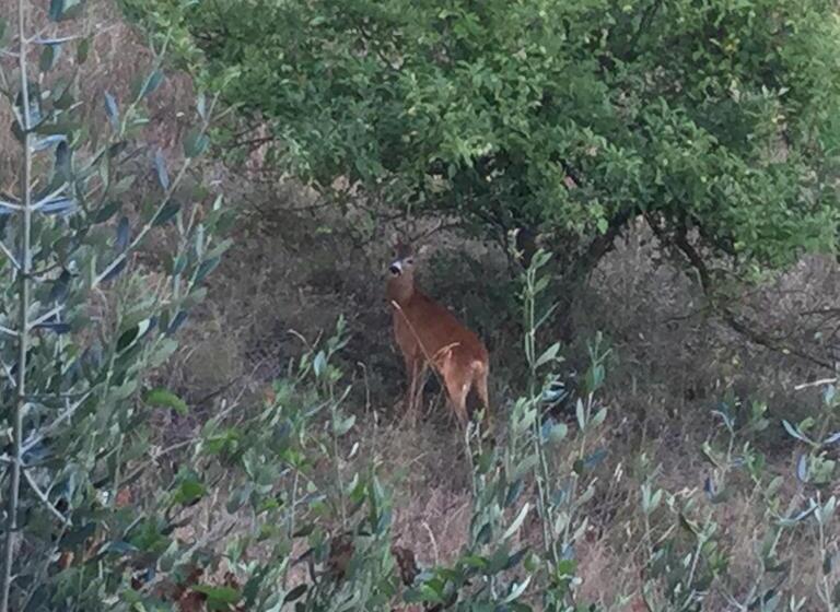 חדר סטודיו סטנדרד, Camere E Appartamenti Baldini Romanita