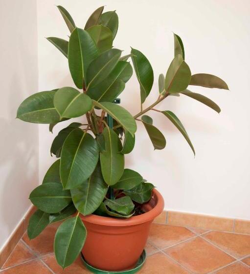 סטודיו סטנדרטי נוף לים, Casa Vacanze   B&b Il Tempone