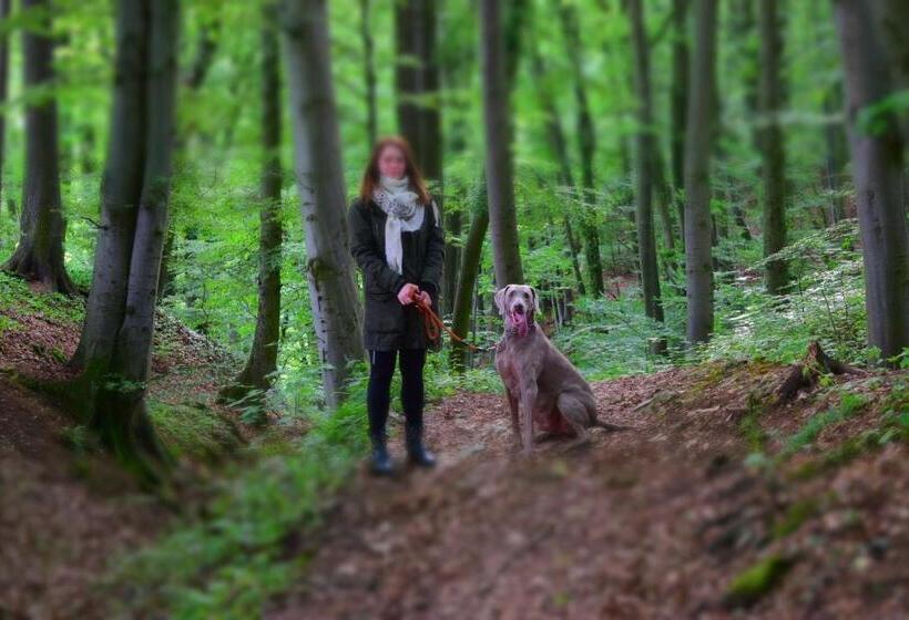 ベーシックルーム, Almrefugio