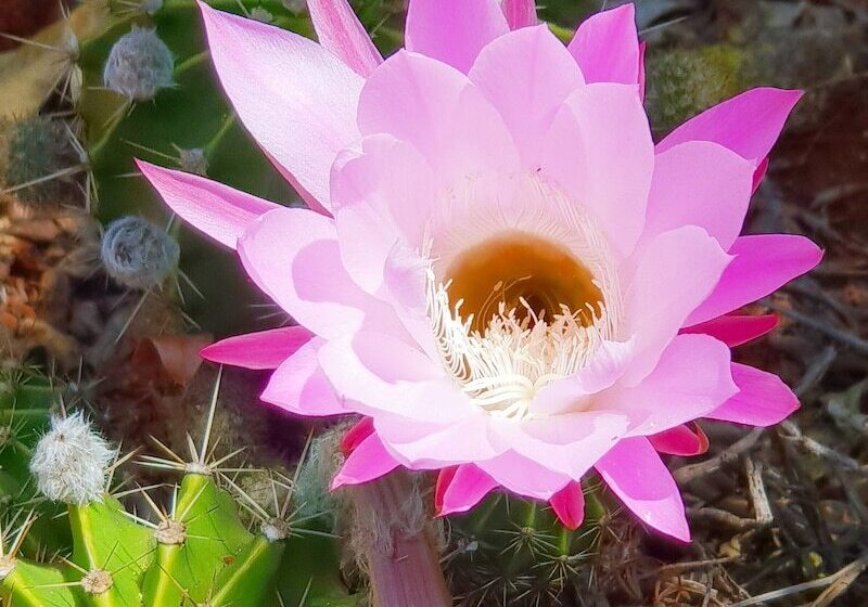 패밀리 룸, Haggards On Hilldrop