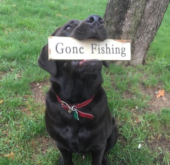 Standard studio with lake view, Clear Lake Resort