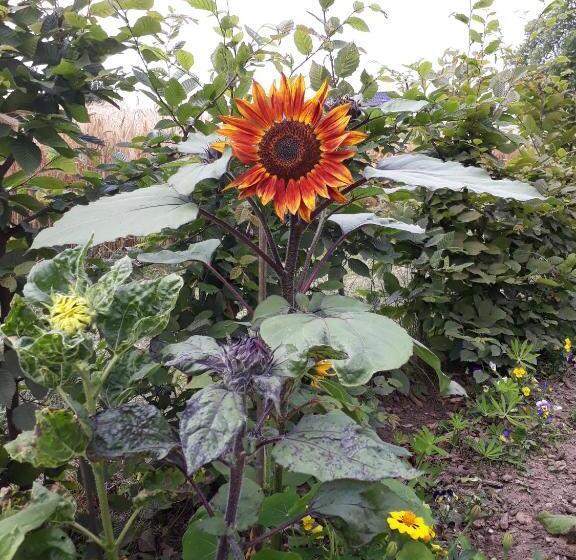 테라스 싱글룸, Bingers Kleine Scheune