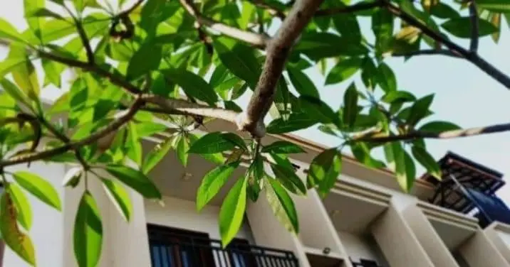マウンテンビュースタンダードルーム, Semilir Inn Senggigi