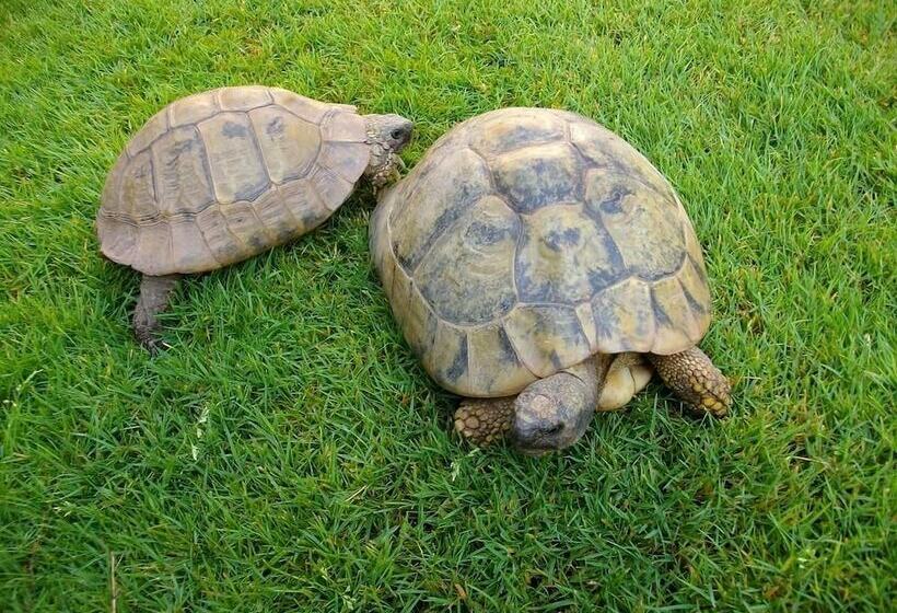 套房带园景, Landhaus Beth Steuer