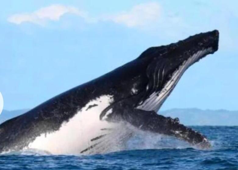 ویلای استاندارد با چشمانداز باغ, Ecolodge Le Ravoraha