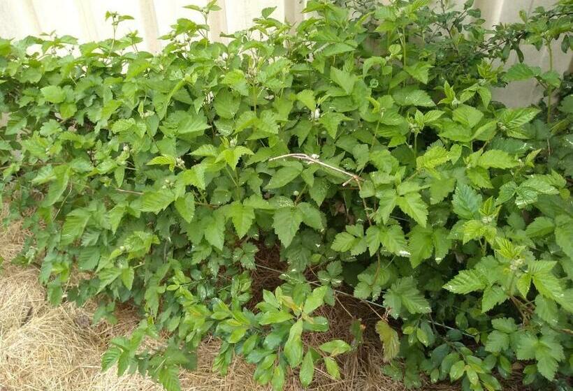 غرفة قياسية, Elevage Du Plec