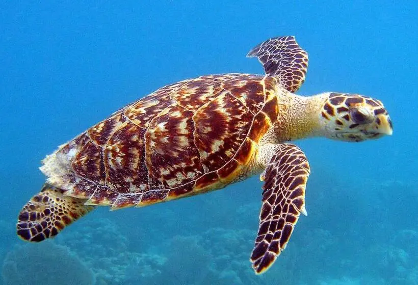 اتاق استاندارد, Addu Scuba Dive
