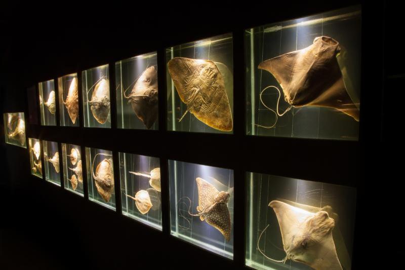 패밀리 스위트, Suítes Econômica 250 Metros Do Mar