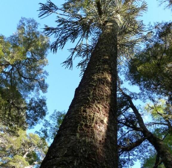 اتاق استاندارد, Cabañas Lodge Patagonia Truful