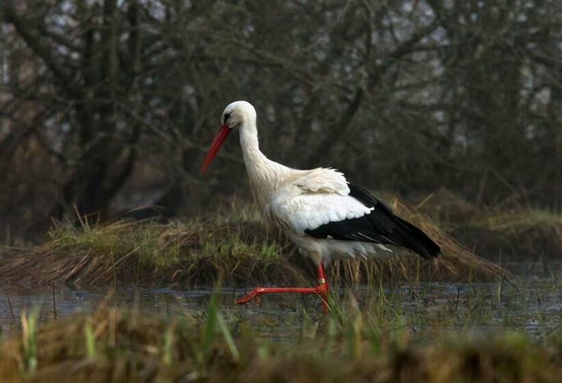 스탠다드 트리플 발코니 룸, Landhotel Jagdschloss