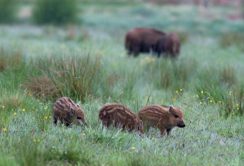 이코노미 룸, Landhotel Jagdschloss