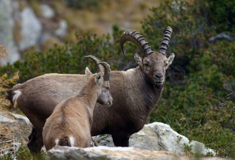 스탠다드 트리플 룸, Landhotel Jagdschloss