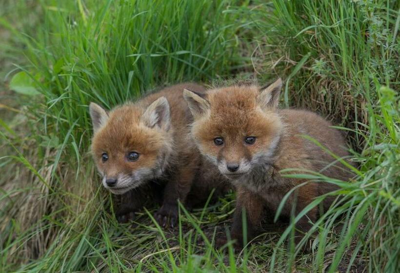 스탠다드 룸, Landhotel Jagdschloss