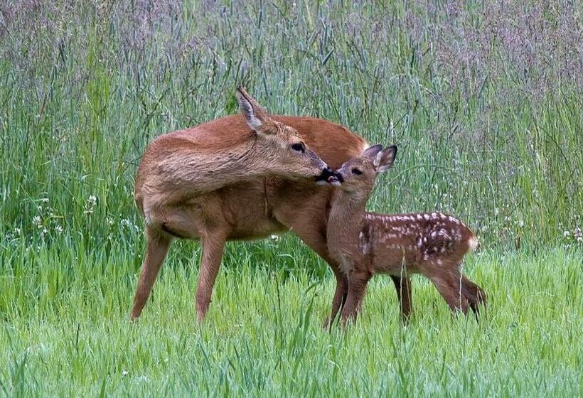 트리플 클래식 룸, Landhotel Jagdschloss