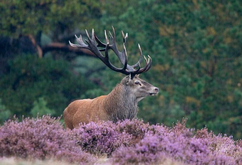 베이직 3인 룸, Landhotel Jagdschloss