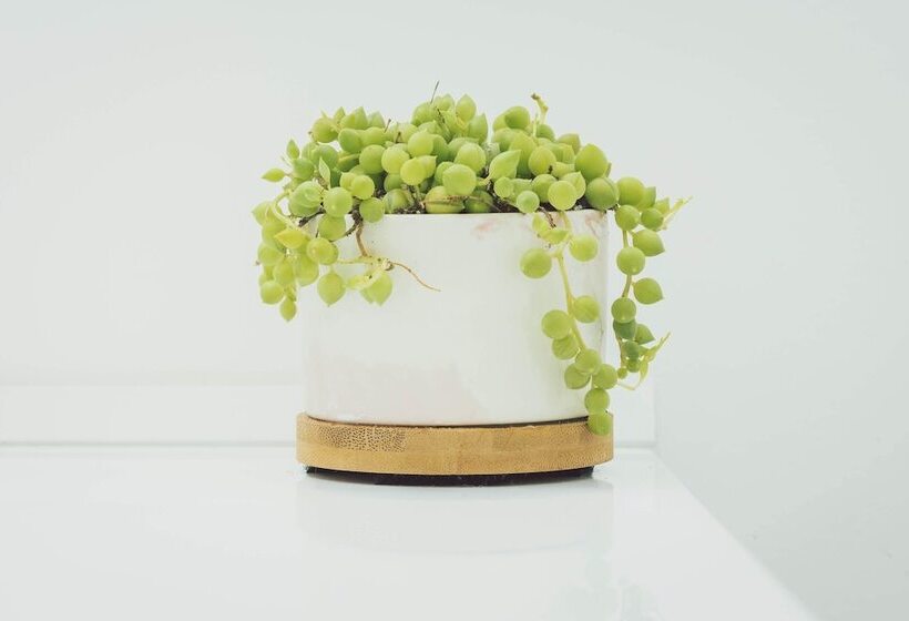 غرفة ديلوكس, The Belmont Shore Inn