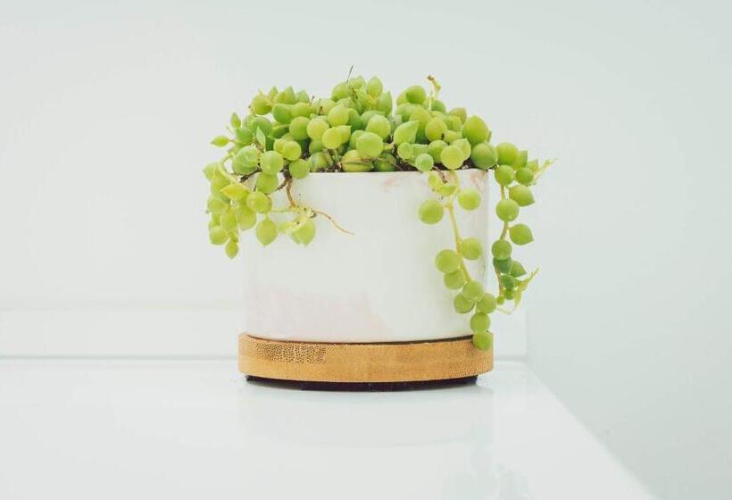 غرفة قياسية, The Belmont Shore Inn