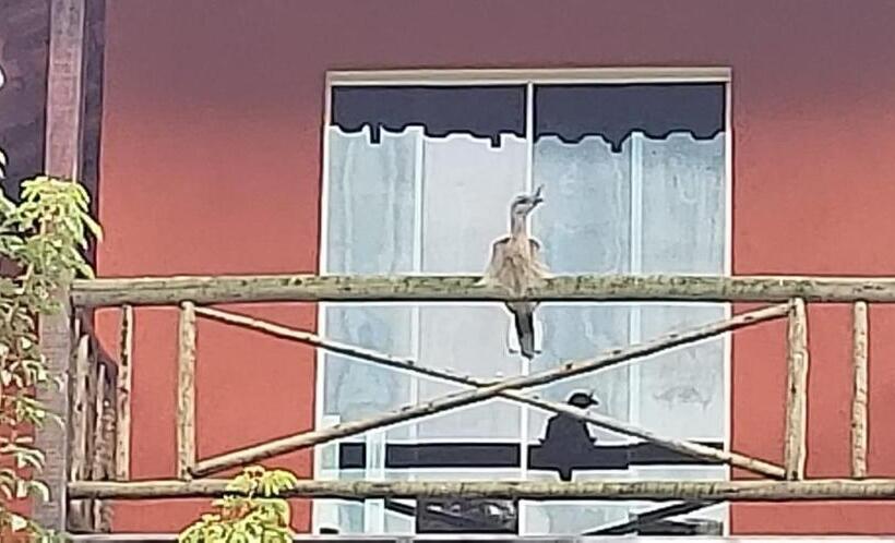 一居室别墅, Pousada Espaço Da Onça