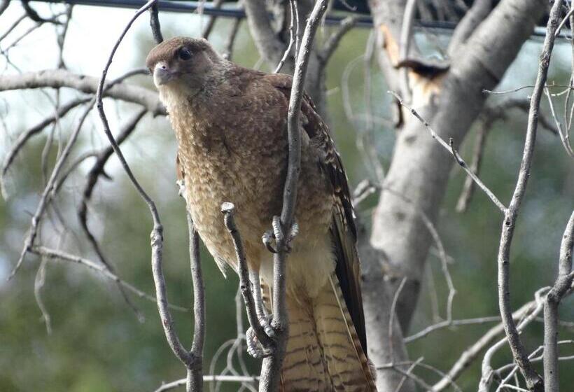 استودیو خانوادگی, Cabañas Estrella Del Sur