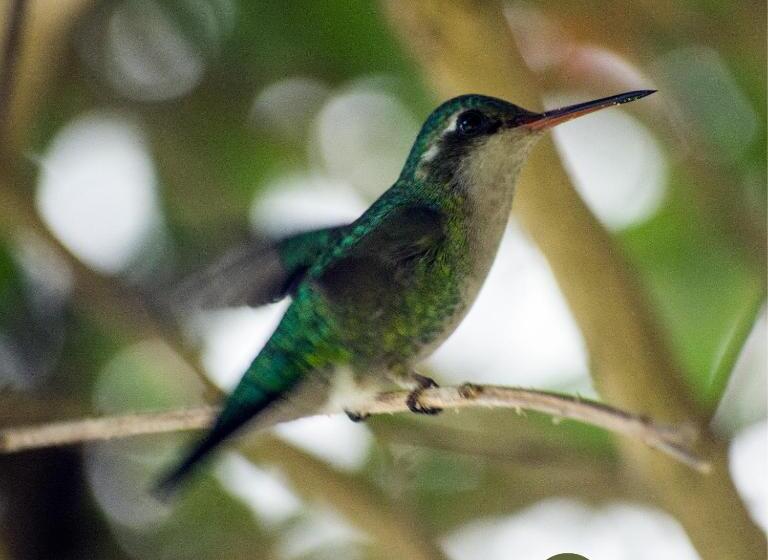 شاليه غرفة نوم واحدة, Pousada Capão Da Coruja