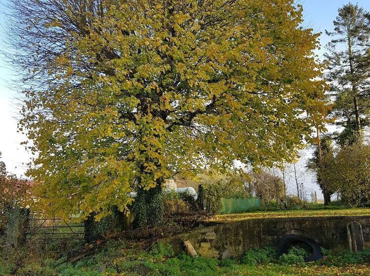 ガーデンビュースタンダードルーム, Oldfarm