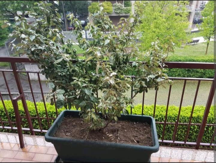 Habitació Quàdruple Estàndard, Bergamo & Dintorni