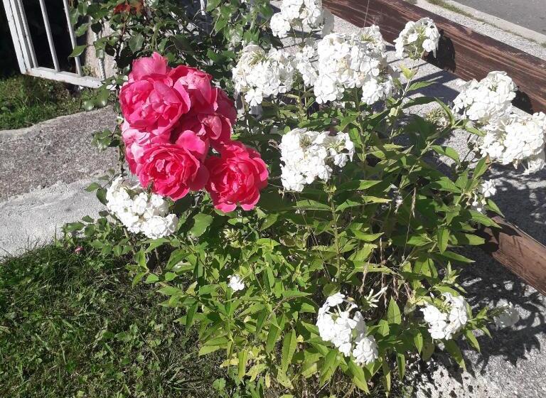 Chambre Deluxe, Guesthouse Andrea A