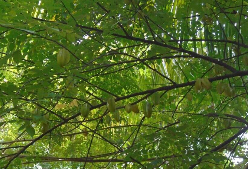 豪华单人间, Livinginn Polonnaruwa