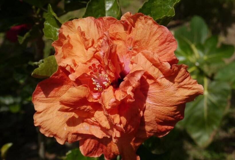 خانه 1 خوابه, Las Marías Apartasuites