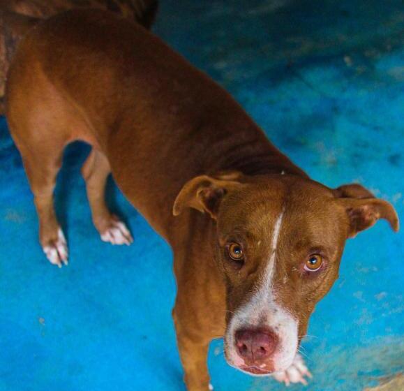 استودیو استاندارد با بالکن, Casa Surf Mar Azul