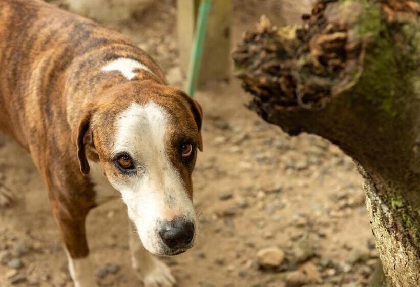 استودیو استاندارد با بالکن, Casa Surf Mar Azul