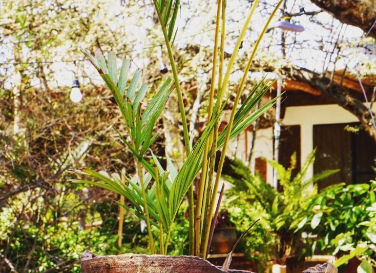 غرفة قياسية, Rochabus