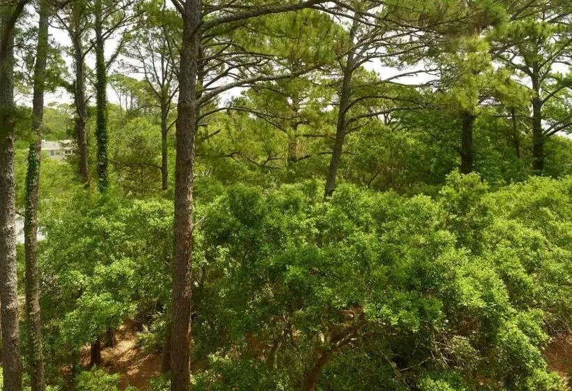 キングサイズベッドのクラシックルーム, The Westin Hilton Head Island Resort & Spa