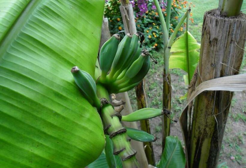 Bungalow Familiar, Cesur Pansiyon