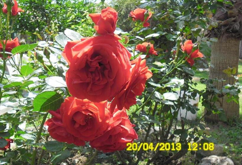 Bungalow Familiar, Cesur Pansiyon