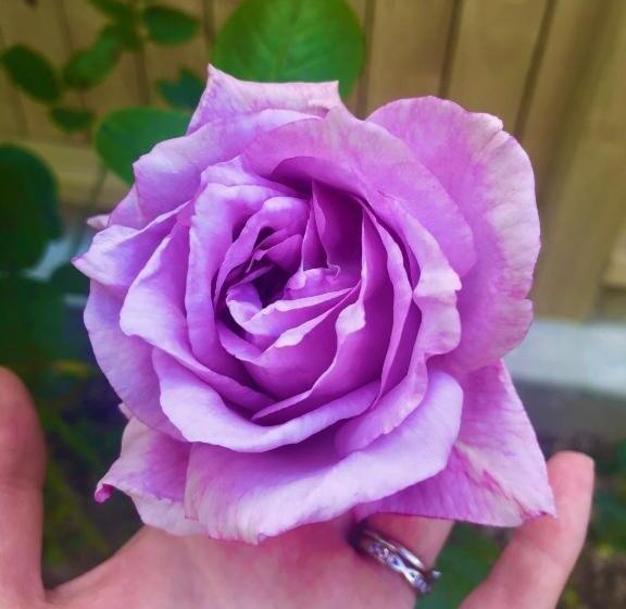 استودیوی استاندارد, Hacienda Motor Lodge