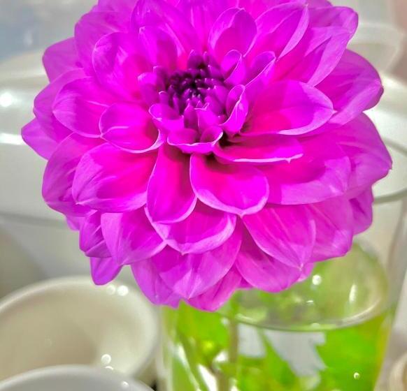 استودیوی استاندارد, Hacienda Motor Lodge