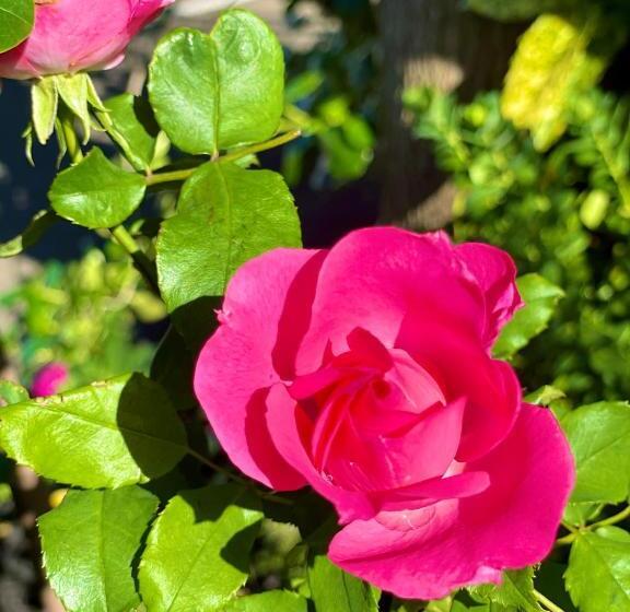 آپارتمان 1 خوابه, Hacienda Motor Lodge