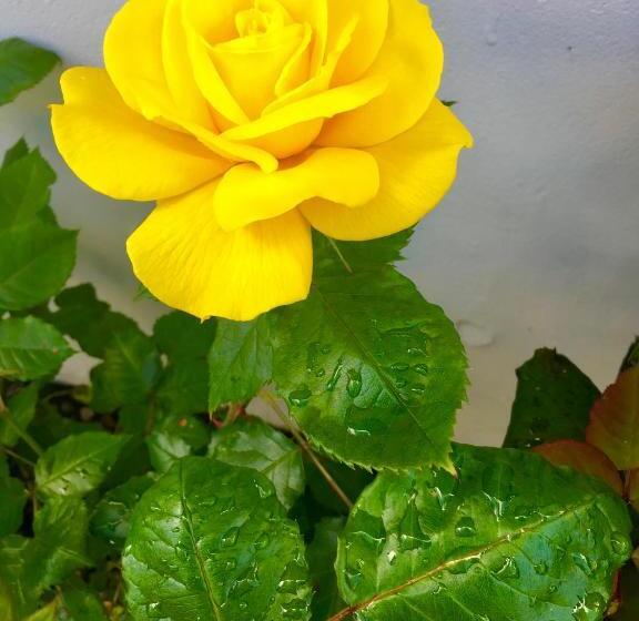 آپارتمان 1 خوابه, Hacienda Motor Lodge